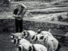 dans_l_oeil_du_mouton_-_cie_les_jolies_choses_-_luz_st_sauveur_-_pixbynot_35_